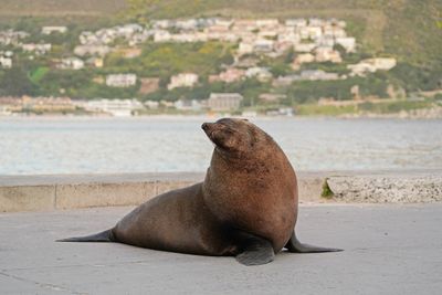 Seeleeu / Sea Lion