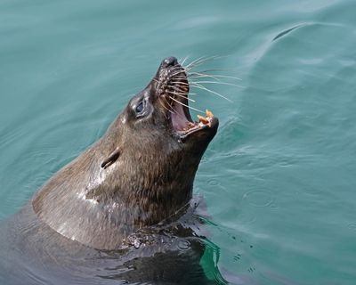 Seeleeu / Sea Lion