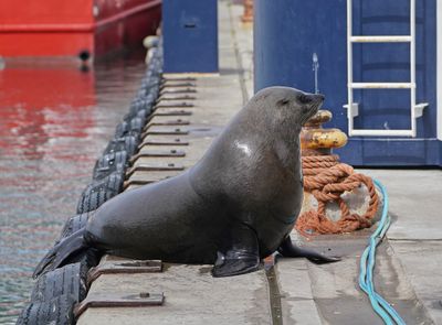 Seeleeu / Sea Lion
