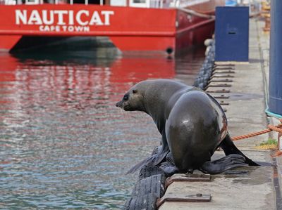 Seeleeu / Sea Lion