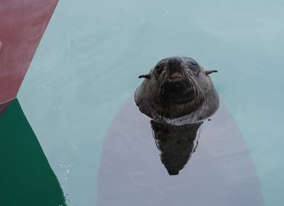 Seeleeu / Sea Lion
