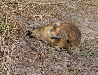 Dassie / Cape Hyrax, Rock Hyrax