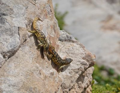 Kaap Gordelakkedis / Cape Girdled Lizard