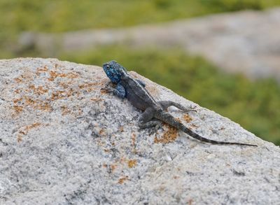 Suidelike Klip-koggelmander / Southern Rock Agama