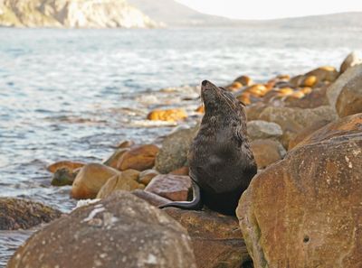 Seeleeu / Sea Lion