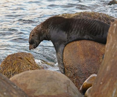 Seeleeu / Sea Lion