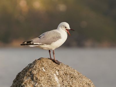 Hartlaubmeeu / Hartlaub's Gull