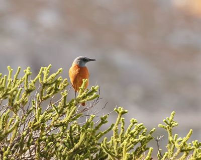 Kaapse Kliplyster / Cape Rock-thrush