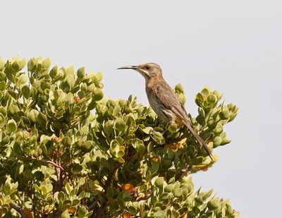 Kaapse Suikervoël / Cape Sugarbird