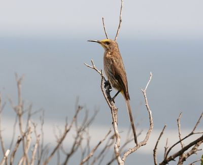 Kaapse Suikervoël / Cape Sugarbird