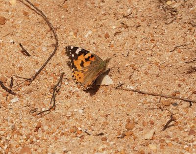 Sondagsrokkie / Painted Lady