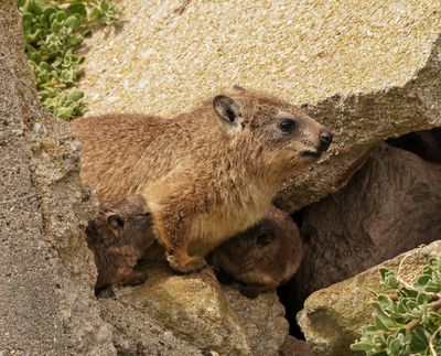 Dassie / Cape Hyrax, Rock Hyrax