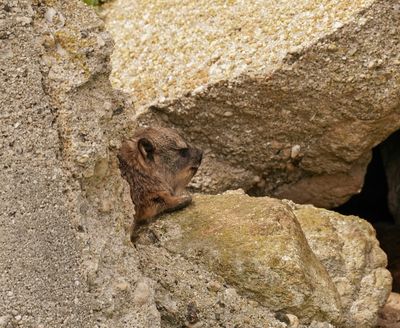 Dassie / Cape Hyrax, Rock Hyrax