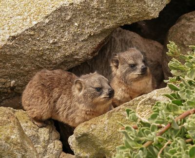 Dassie / Cape Hyrax, Rock Hyrax