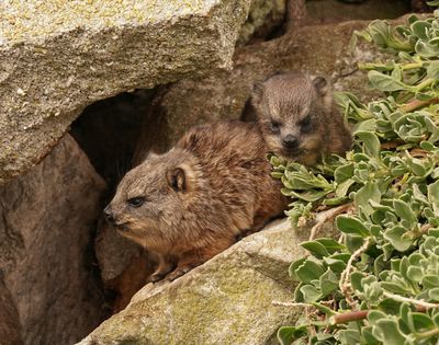Dassie / Cape Hyrax, Rock Hyrax