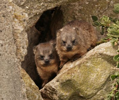 Dassie / Cape Hyrax, Rock Hyrax