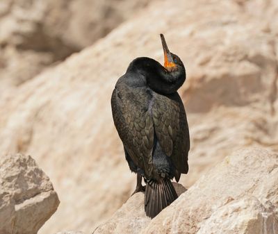 Trekduiker / Cape Cormorant