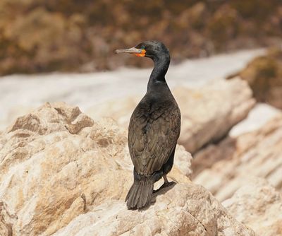 Trekduiker / Cape Cormorant