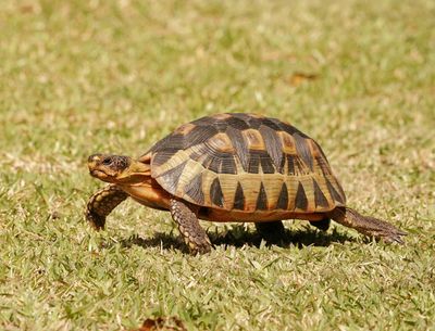 Bontskilpad / Angulate Tortoise