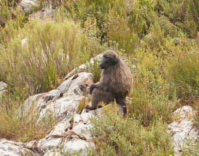 Kaapse bobbejaan / Cape Baboon