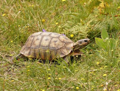 Bontskilpad / Angulate Tortoise
