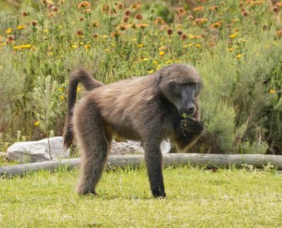 Kaapse bobbejaan / Cape Baboon