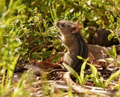 Streepmuis / Four-striped Grass Mouse