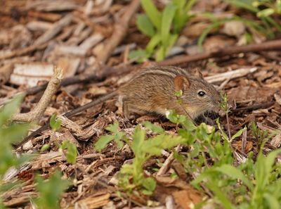 Streepmuis / Four-striped Grass Mouse
