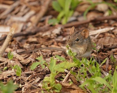 Streepmuis / Four-striped Grass Mouse