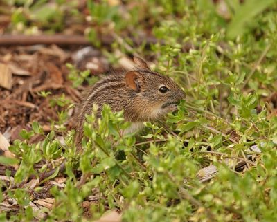 Streepmuis / Four-striped Grass Mouse