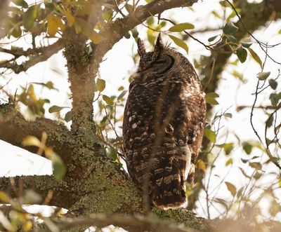 Gevlekte Ooruil / Spotted Eagle-owl