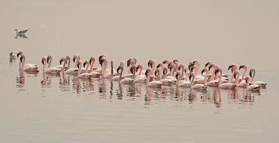 Kleinflamink / Lesser Flamingo
