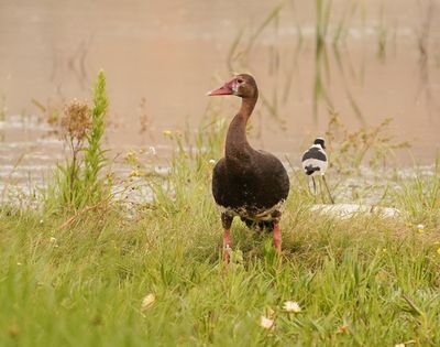 Wildemakou / Spur-winged Goose
