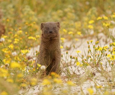 Grysmuishond / Cape Grey Mongoose