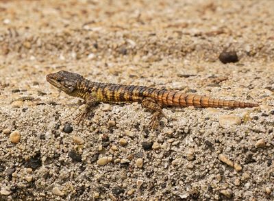 Kaap Gordelakkedis / Cape Girdled Lizard