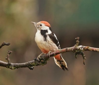 :: Middelste Bonte Specht / Middle Spotted Woodpecker ::