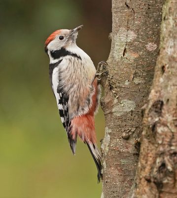 Middelste Bonte Specht / Middle Spotted Woodpecker