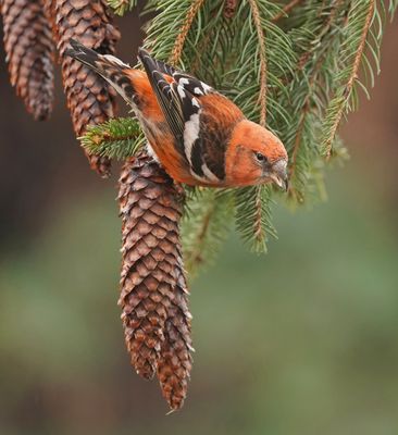 Witbandkruisbek / Two-barred Crossbill