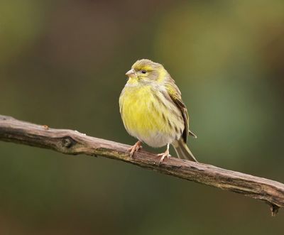 :: Europese Kanarie / European Serin ::