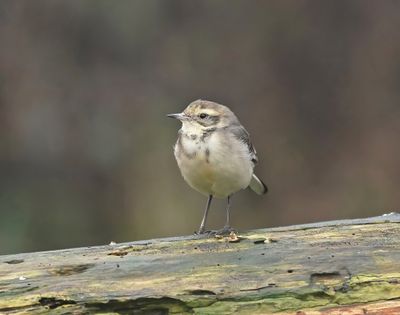 Citroenkwikstaart / Citrine Wagtail