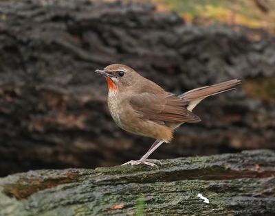 Roodkeelnachtegaal / Siberian Rubythroat