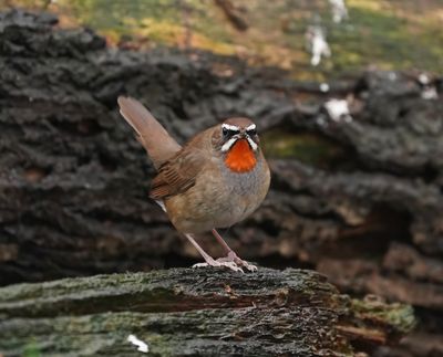 Roodkeelnachtegaal / Siberian Rubythroat
