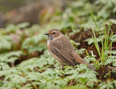 Blauwborst / Bluethroat