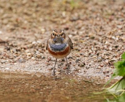 Blauwborst / Bluethroat