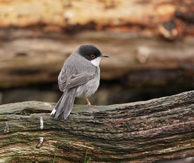 Kleine Zwartkop / Sardinian Warbler