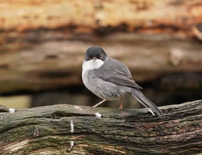 Kleine Zwartkop / Sardinian Warbler