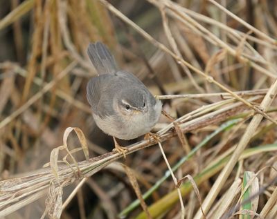 Bruine Boszanger / Dusky Warbler