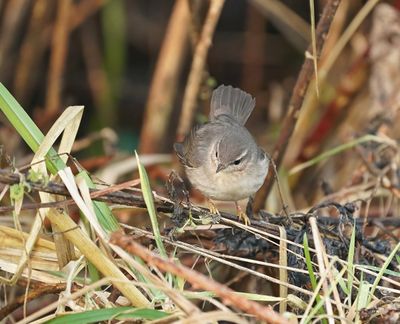 Bruine Boszanger / Dusky Warbler