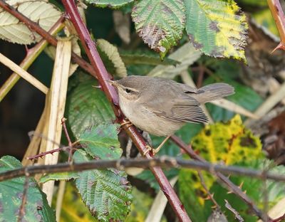 Bruine Boszanger / Dusky Warbler