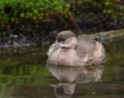 Dodaars / Little Grebe